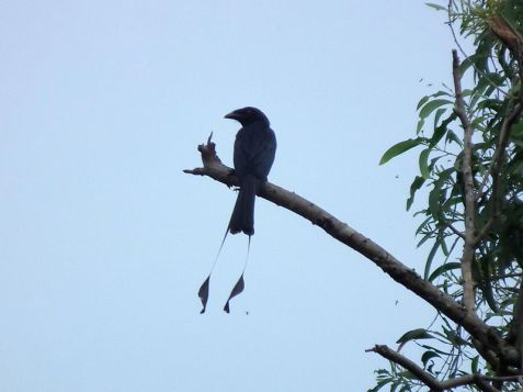 Drongo