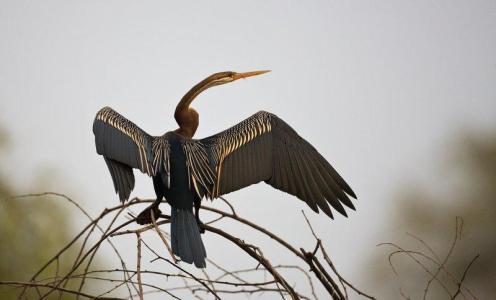 Indian Darter